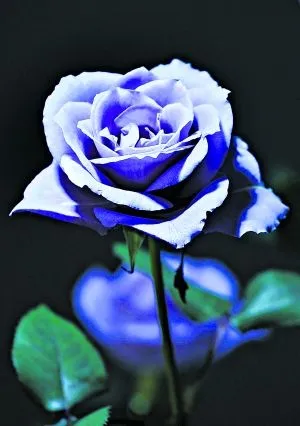 Imagenes rosas azules movimiento - Imagui