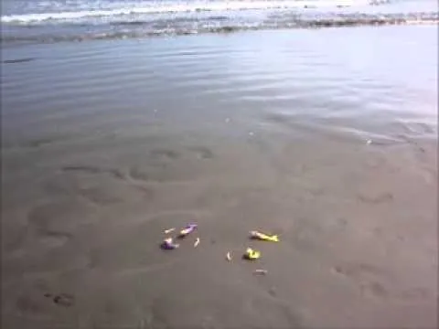 AMY AMY - SIRENAS REALES!!!!! EN CAUTIVERIO........ AMY AMY - SIRENAS REALES!!!!! EN CAUTIVERIO........