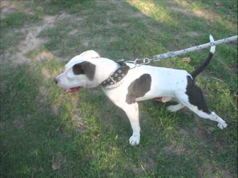 A.P.B.T-ROSARIO- PREPARANDO ESPECTACULAR CRUCE PIT BULL BLUE - YouTube A.P.B.T-ROSARIO- PREPARANDO ESPECTACULAR CRUCE PIT BULL BLUE - YouTube