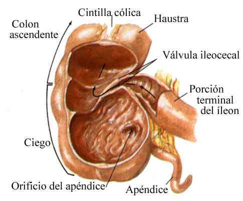 Sistema Digestivo - Apuntes - - Biologia - Foros de Educación y ...