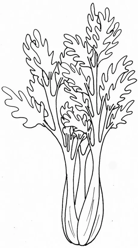Apio para pintar - Imagui