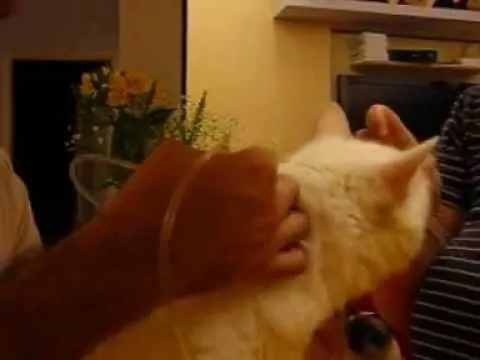 Como aplicar soro subcutâneo em um gatinho com problemas renais ...