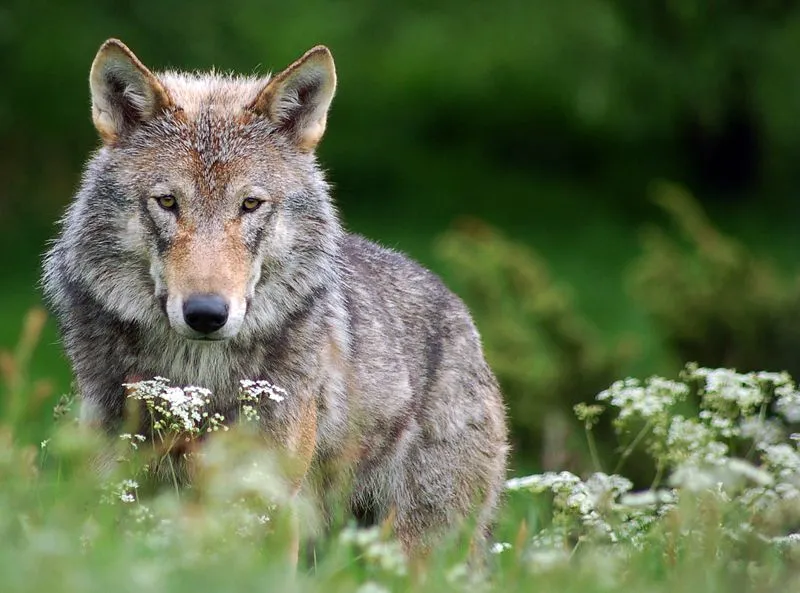 Cómo aplicas el cuento del indio y los lobos en tu negocio? Cómo aplicas el cuento del indio y los lobos en tu negocio?
