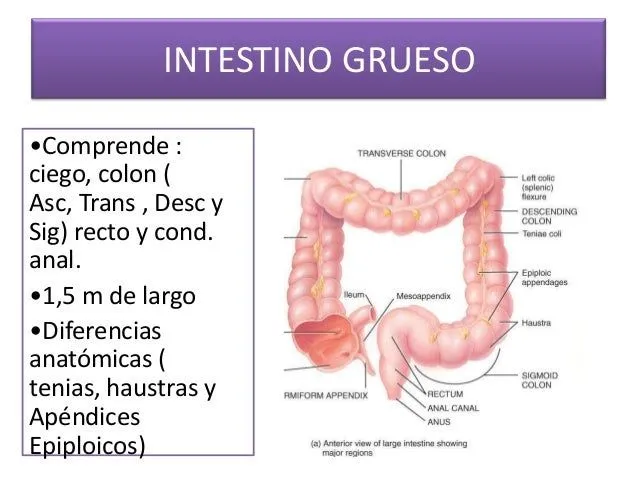 aporte-linftico-y-vascular-del ...