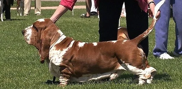 Após denúncia de deformações, concurso de cães exigirá exame de ...