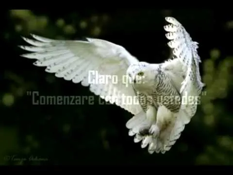 Apoyo y Contacto "EL BUHO BLANCO" - YouTube Apoyo y Contacto "EL BUHO BLANCO" - YouTube