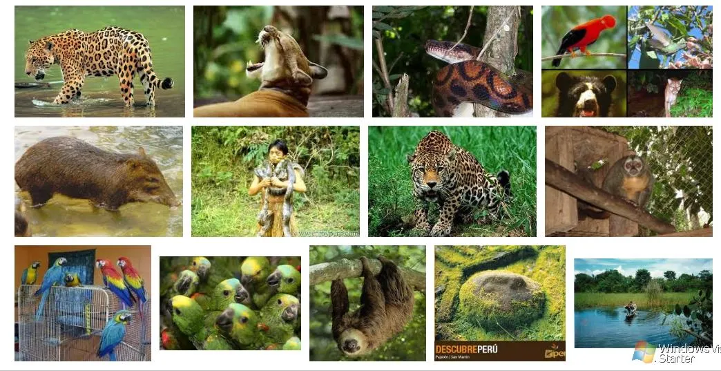 APOYO EDUCATIVO PRIMARIA: IMAGENES FAUNA DE LA COSTA, SIERRA Y ... APOYO EDUCATIVO PRIMARIA: IMAGENES FAUNA DE LA COSTA, SIERRA Y ...