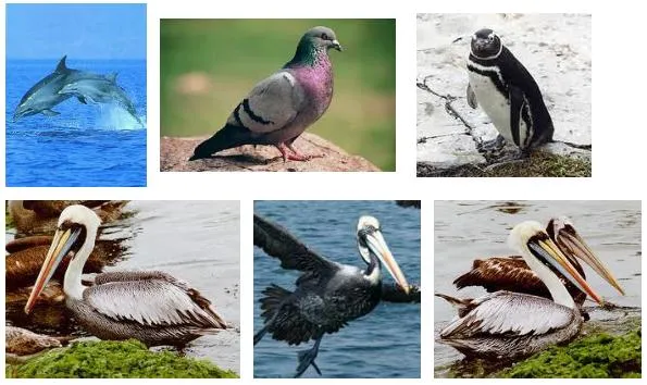 APOYO EDUCATIVO PRIMARIA: IMAGENES FAUNA DE LA COSTA, SIERRA Y ... APOYO EDUCATIVO PRIMARIA: IMAGENES FAUNA DE LA COSTA, SIERRA Y ...