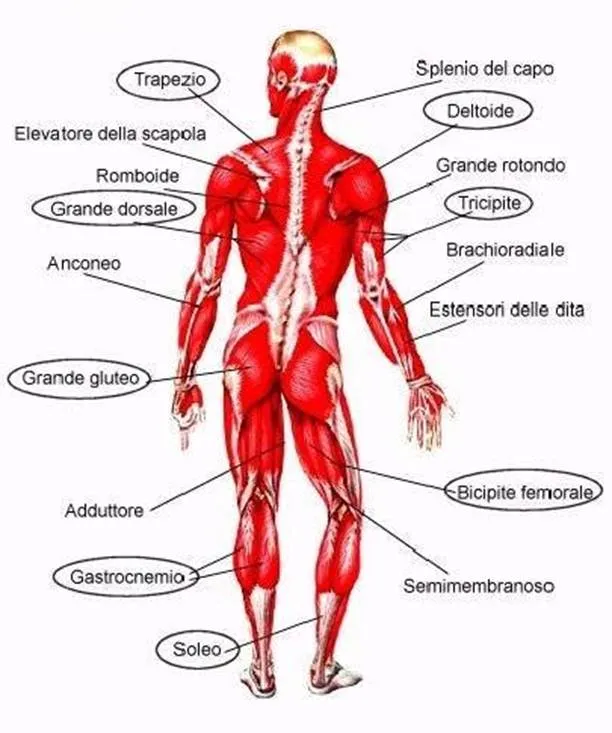 Foto organi interni corpo umano - Imagui