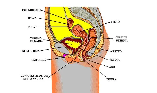 Apparato riproduttivo femminile