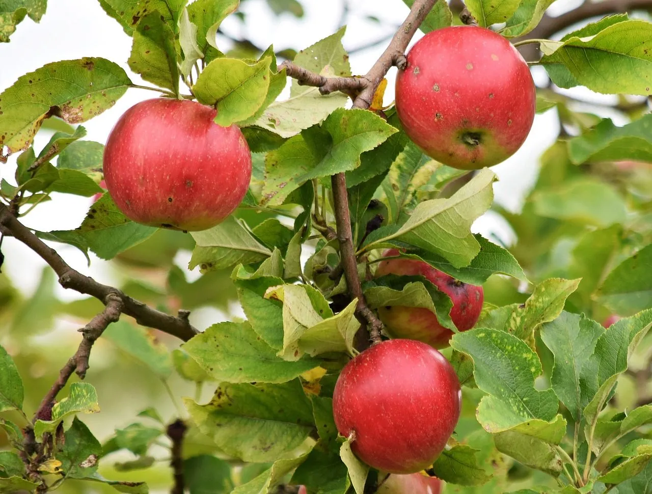 Apple Manzanas Fruta - Foto gratis en Pixabay - Pixabay Apple Manzanas Fruta - Foto gratis en Pixabay - Pixabay