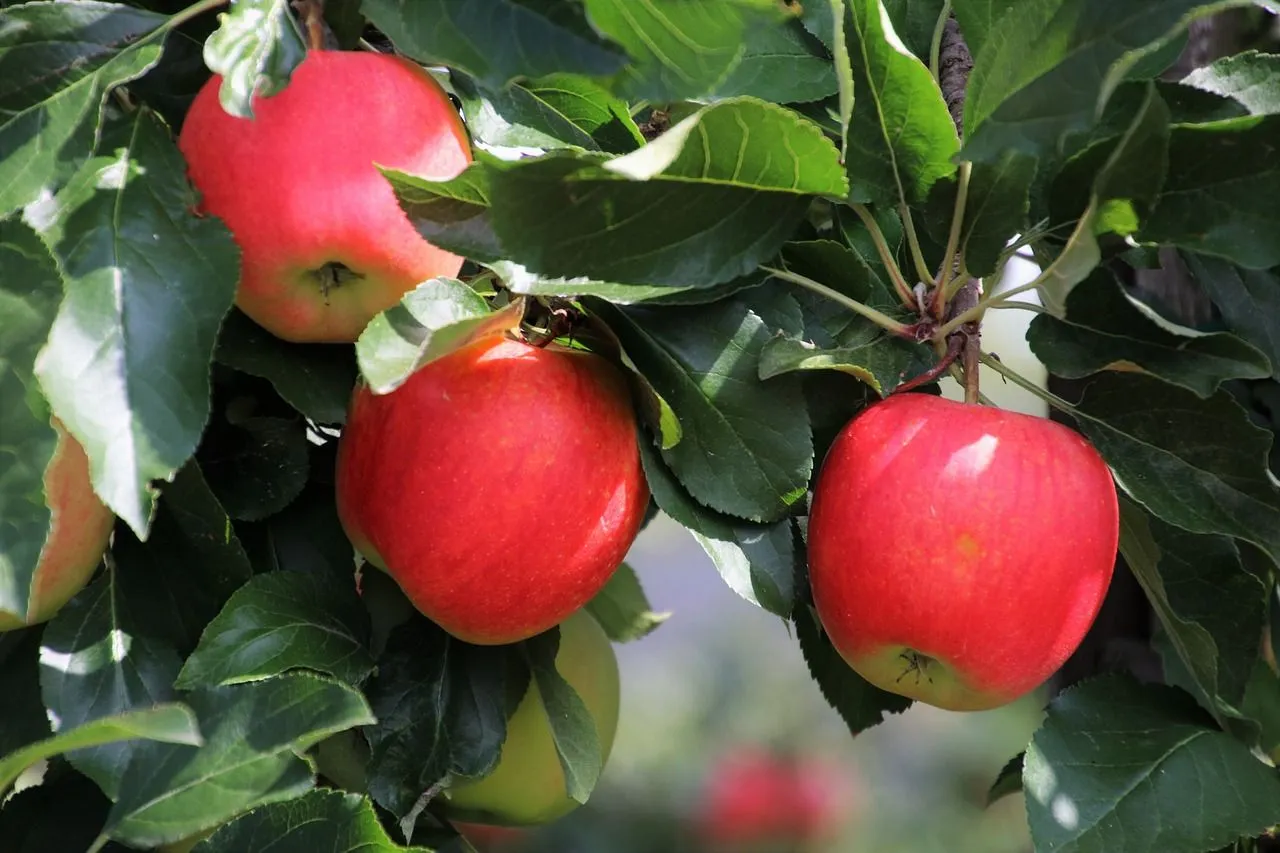 Tres Apple Triste - Foto gratis en Pixabay - Pixabay Tres Apple Triste - Foto gratis en Pixabay - Pixabay