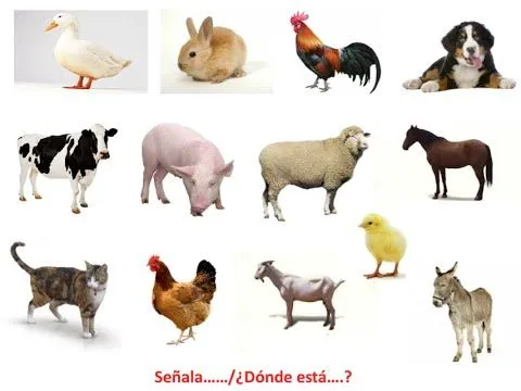 Apredemos los animales domésticos prueba léxico semántica - YouTube Apredemos los animales domésticos prueba léxico semántica - YouTube