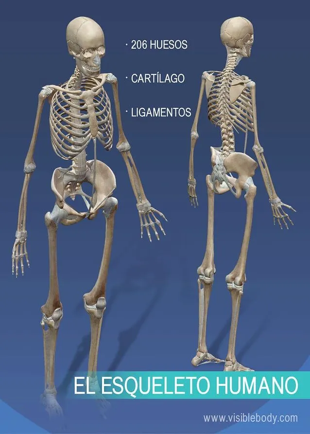 Aprenda anatomía del esqueleto | Reseña general del esqueleto