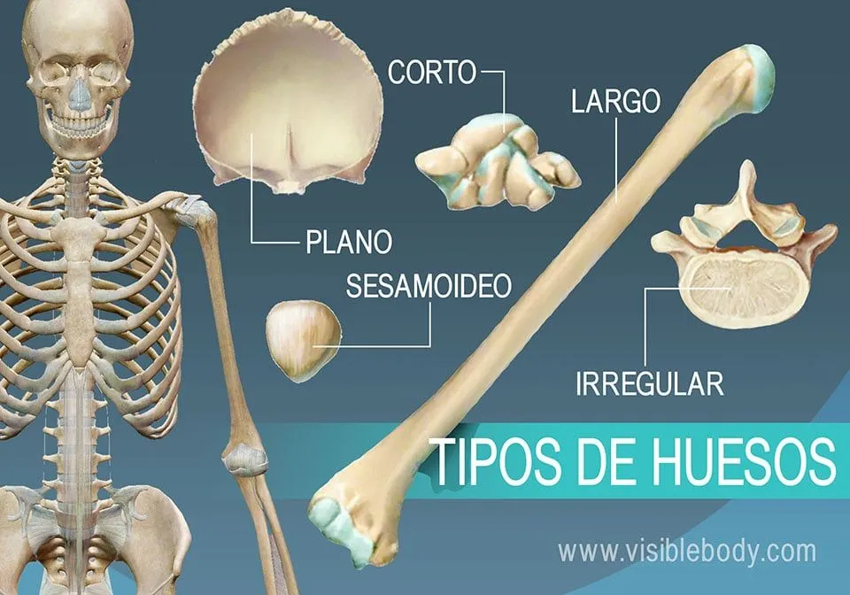 Aprenda anatomía del esqueleto | Tipos de huesos Aprenda anatomía del esqueleto | Tipos de huesos