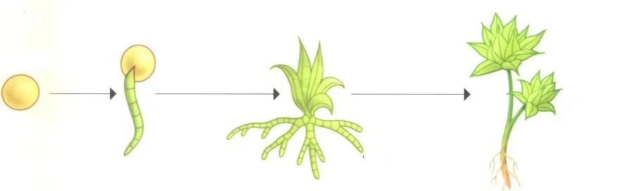 Aprendamos más sobre las plantas...: EL CRECIMIENTO DE LA PLANTA