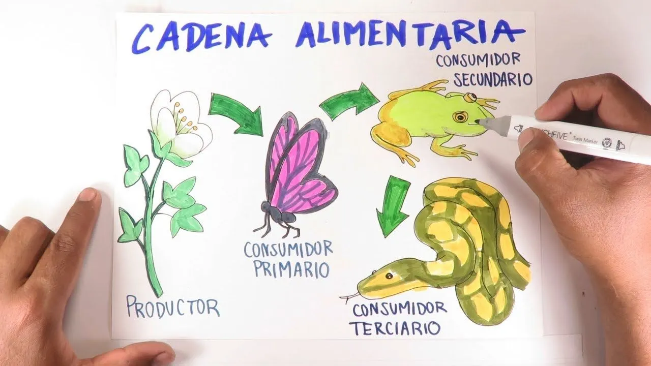Aprende a dibujar una Cadena trófica / Alimentaria paso a paso - YouTube Aprende a dibujar una Cadena trófica / Alimentaria paso a paso - YouTube