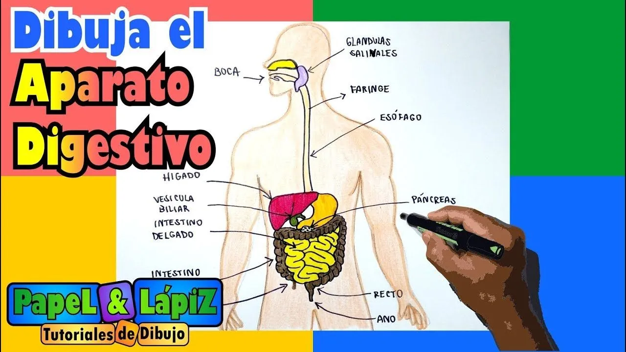 Aprende a dibujar y pintar el sistema digestivo - YouTube Aprende a dibujar y pintar el sistema digestivo - YouTube