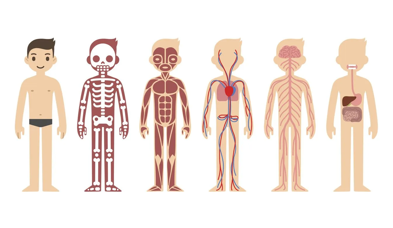 Aprende a reconocer las partes del cuerpo humano y sus funciones | VIU Internacional Aprende a reconocer las partes del cuerpo humano y sus funciones | VIU Internacional