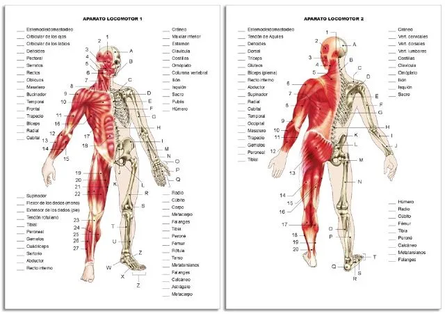 Sistema locomotor para colorear - Imagui