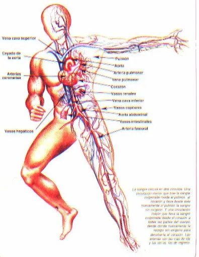 APRENDER EL CUERPO HUMANO NIÑOS PRIMARIA