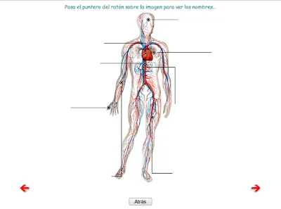 APRENDER ES DIVERTIDO: LÁMINAS INTERACTIVAS DEL APARATO ...