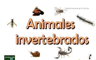 APRENDER ES DIVERTIDO: ANIMALES INVERTEBRADOS 3 ( APRENDER ES DIVERTIDO: ANIMALES INVERTEBRADOS 3 (