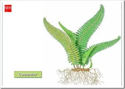 APRENDER ES DIVERTIDO: REPRODUCCIÓN DE UN HELECHO APRENDER ES DIVERTIDO: REPRODUCCIÓN DE UN HELECHO