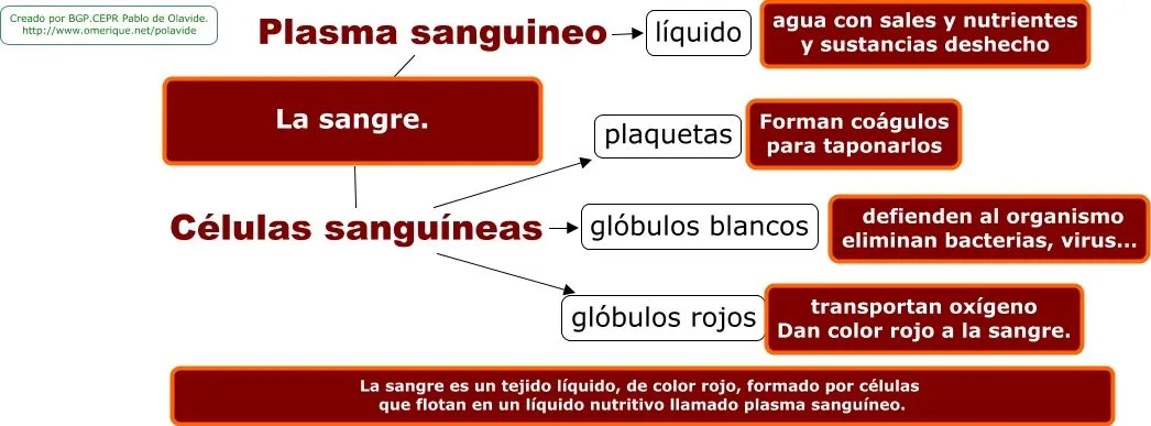 APRENDER ES DIVERTIDO: LA SANGRE: MAPA CONCEPTUAL APRENDER ES DIVERTIDO: LA SANGRE: MAPA CONCEPTUAL