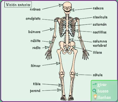APRENDER ES DIVERTIDO: SISTEMA ÓSEO