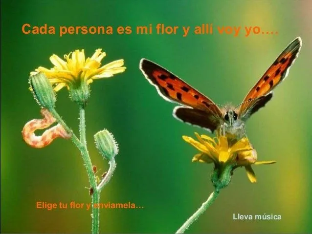 He aprendido. lindas mariposas....
