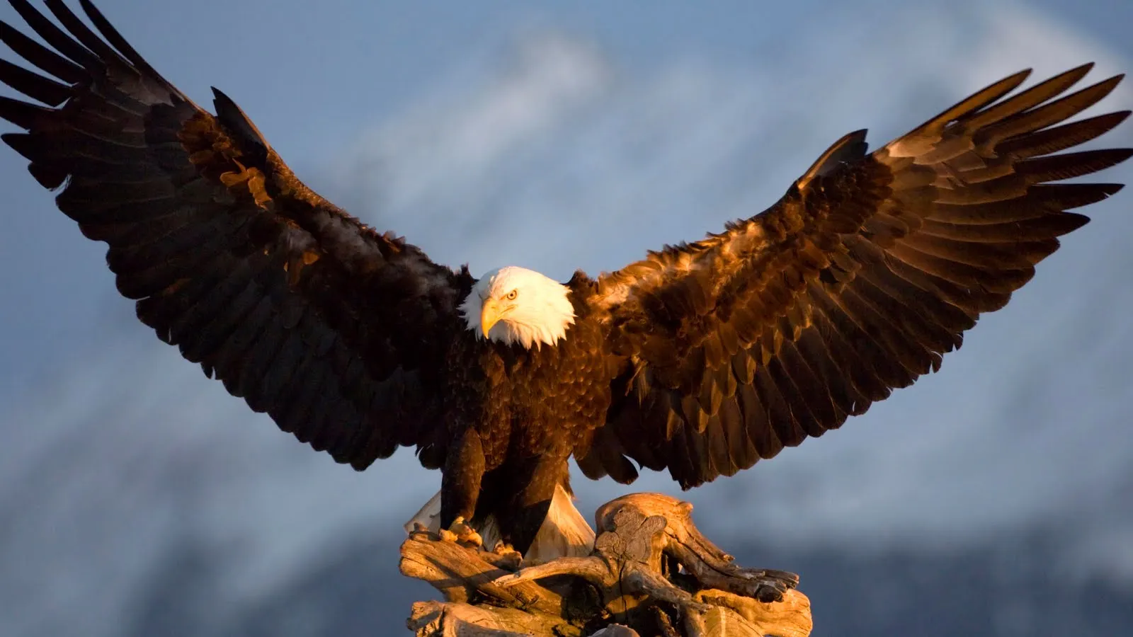 Aprendiendo de las Aguilas: mayo 2013