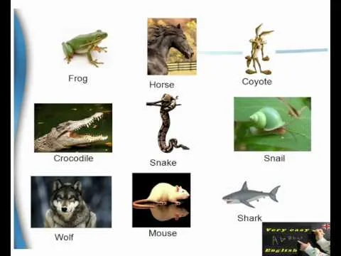 Aprendiendo inglés nombres de animales - YouTube