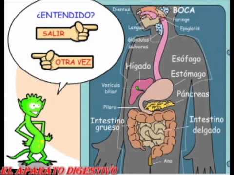 Aprendiendo con el Sistema Digestivo - YouTube