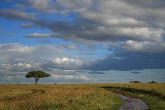 Aprendiz Sabana africana