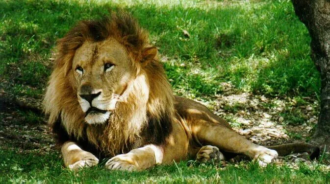 Las cosas que aprendo: LOS ANIMALES DE LA SELVA Las cosas que aprendo: LOS ANIMALES DE LA SELVA