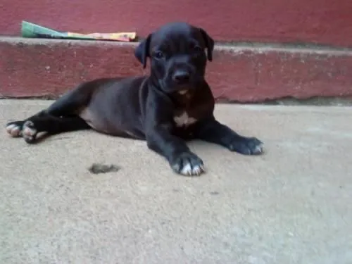 Aprovecha ganga pitbull stanford - Bogotá, Colombia - Animales ... Aprovecha ganga pitbull stanford - Bogotá, Colombia - Animales ...