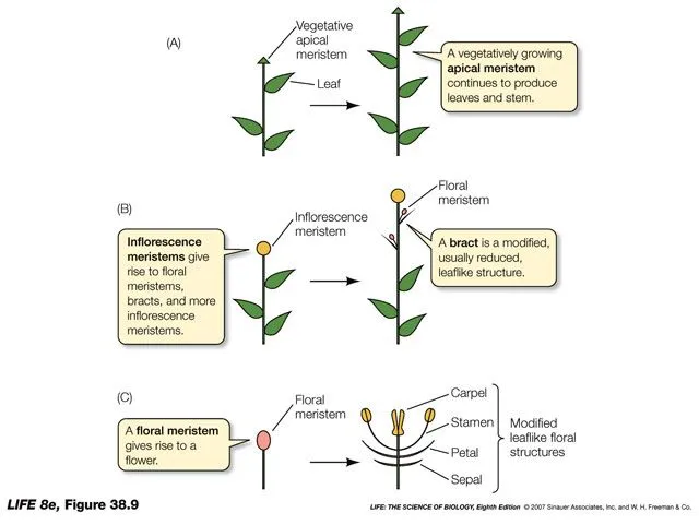 Apuntes de Biologia y Quimica - Revisado y corregido - - Página 45 ...