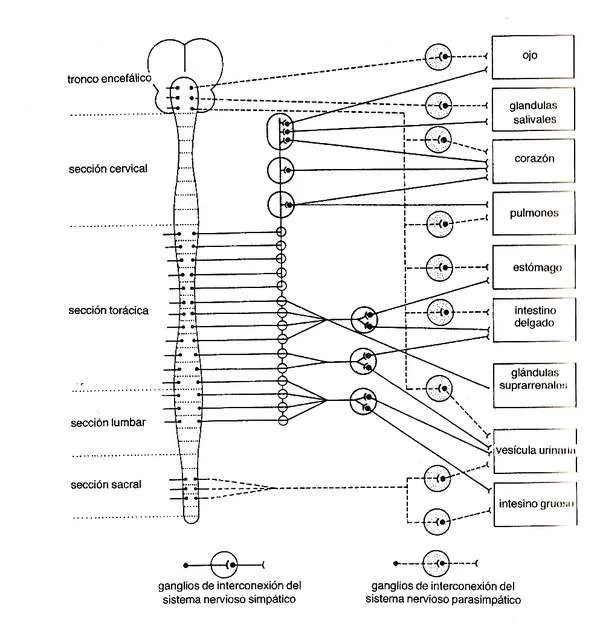 Apuntes de Biologia y Quimica - Revisado y corregido - - Página 12 ... Apuntes de Biologia y Quimica - Revisado y corregido - - Página 12 ...