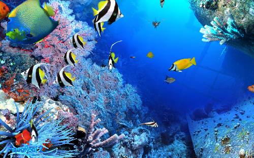 Imagenes movibles de peces - Imagui