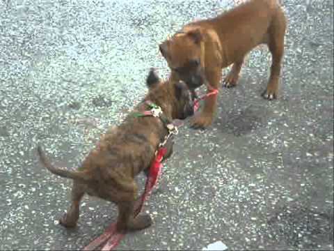 AQUIRA & IVORY - 3 MESES - AMERICAN STANFORD - PITBULL - 2011 ... AQUIRA & IVORY - 3 MESES - AMERICAN STANFORD - PITBULL - 2011 ...