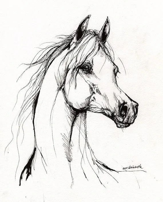 Arabian horse original pen drawing por AngelHorses en Etsy