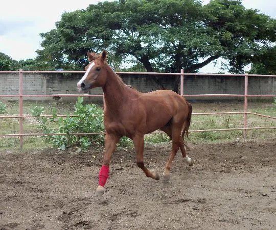 Aragua, Tierra de Caballos (Venezuela) | JINETE Y CABALLO Aragua, Tierra de Caballos (Venezuela) | JINETE Y CABALLO