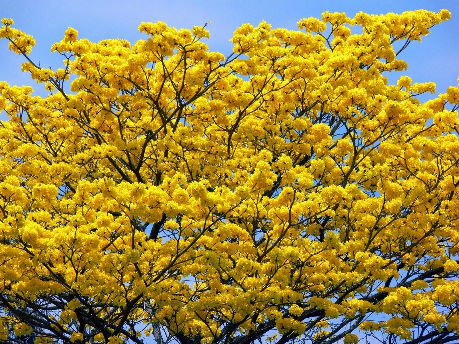 ARAGUANEY: características, taxonomía, flor y mucho más ARAGUANEY: características, taxonomía, flor y mucho más
