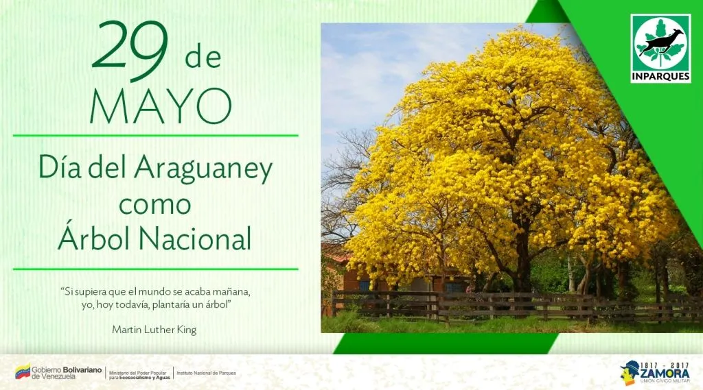 Día del Araguaney: emblema del pueblo venezolano – Minec Día del Araguaney: emblema del pueblo venezolano – Minec