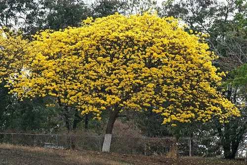 Araguaney | Flickr - Photo Sharing!