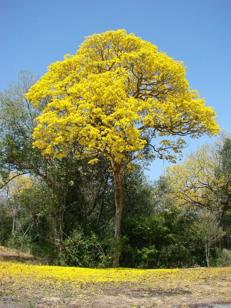 Araguaney floreado sobre una alfombra dorada (Arbol emblem… | Flickr