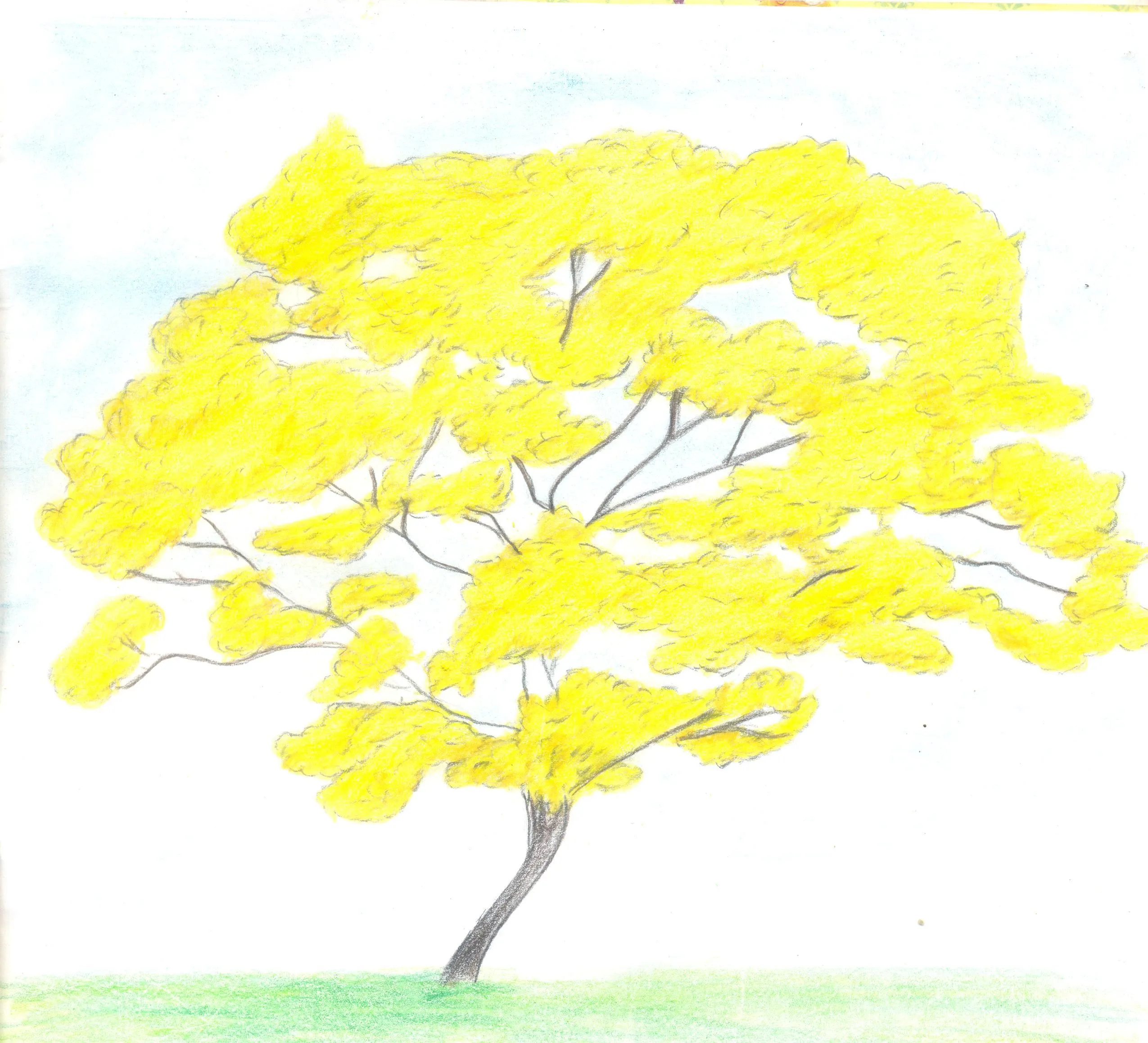 Araguaney, National Venezuela tree — Steemit Araguaney, National Venezuela tree — Steemit
