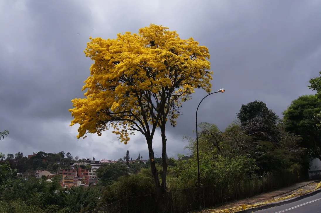 Araguaney de La Trinidad, A propósito de su actual condición de ... Araguaney de La Trinidad, A propósito de su actual condición de ...