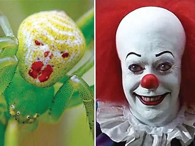 Araña causa miedo por parecerse a Eso | Excélsior